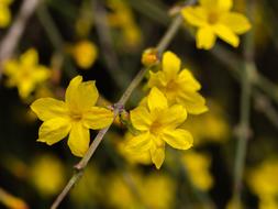 gorgeous yellow Flowers Plant