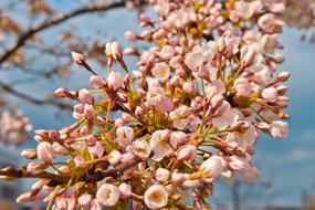 lot of half open Cherry Blossoms on twig