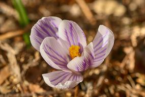 striped crocus in early spring