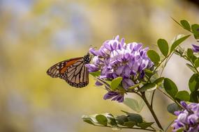 Butterfly Flower Texas