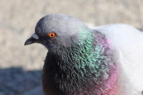 gray dove with colorful feathers close up on blurred background