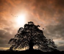 birds over a large tree at dusk
