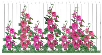 pink hollyhocks against a white fence