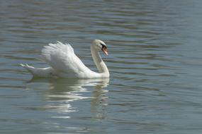 beautiful white Swan swims