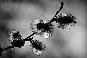 Black and white photo, with the close-up of the beautiful hazel catkin flowers on the branch, at blurred background