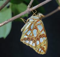 attractive Butterfly Queen