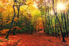 red leaf in autumnal forest