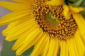 amazing Sunflower Yellow