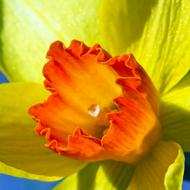 amazing Jonquil Garden Bloom