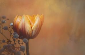 orange tulip on brown background