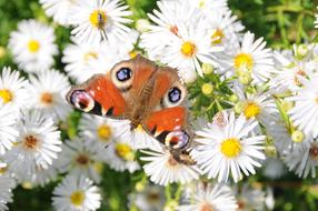 Peacock Butterfly rests on white Flowers