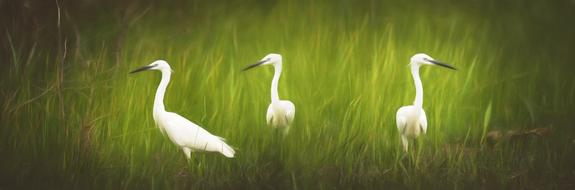 little egret
