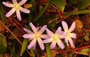 attractive Spring Star Blue