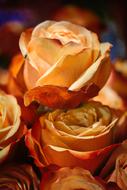 unusually beautiful orange Rose Flower