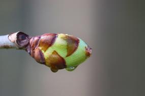 Bud Chestnut