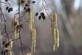 hazel Flower Spring