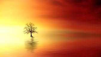 landscape of Tree at Sunset Dawn