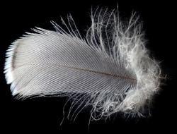 grey feather on the black background