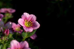 pink flowers on a black background