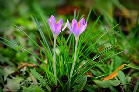 attractive Crocus Spring Flower