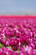 pink incredible Tulips Spring