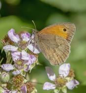 brown butterfly on a flower close-up on a blurred background