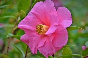 Camelia Flower