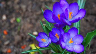 magnificent Crocus Flowers