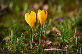 Beautiful yellow crocus flowers among the grass