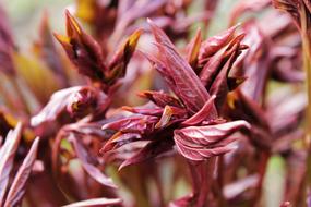Closeup photo of Leaves of Peonies Flower