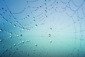 Cobweb with Water Drips at blue background