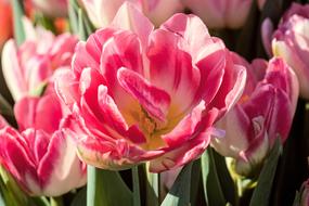 delightful Tulips Flower