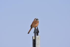 bird bunting sits high on a pillar