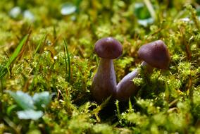 two tiny mushrooms in spring