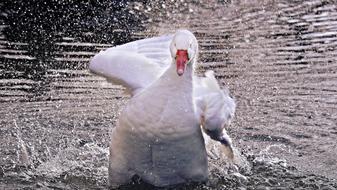Goose Domestic
