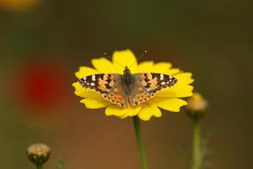 Insect Butterfly Vanessa Lady on yellow flower