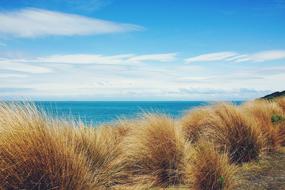 dry grass by the ocean on a sunny day