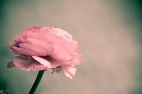 incredible Pink Ranunculus