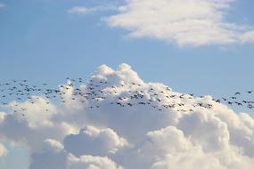 Bird Migration, flock of birds over clouds