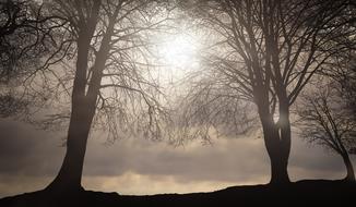 photo of black trees against the background of a rainy sky