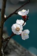 White Spring Cherry Blossoms