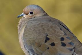 Mourning Dove close-up