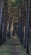 unusually beautiful Forest Path Goal