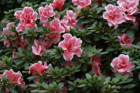 Pink Garden blossom close-up