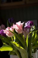 French Tulips bouquet