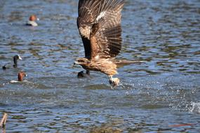 raptor bird with catch in flight above water