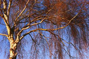 splendid Birch Tree Trunk