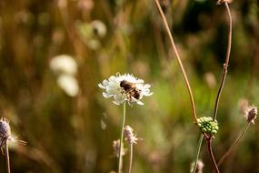 Close-up of the bee, on the beautiful, white flower on the meadow, in the summer time