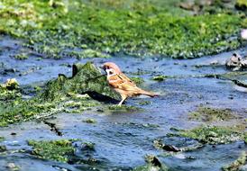 male sparrow at water