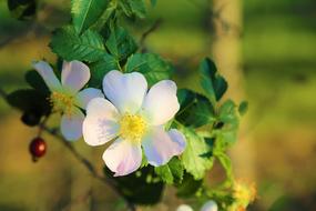 Nature Rosehip